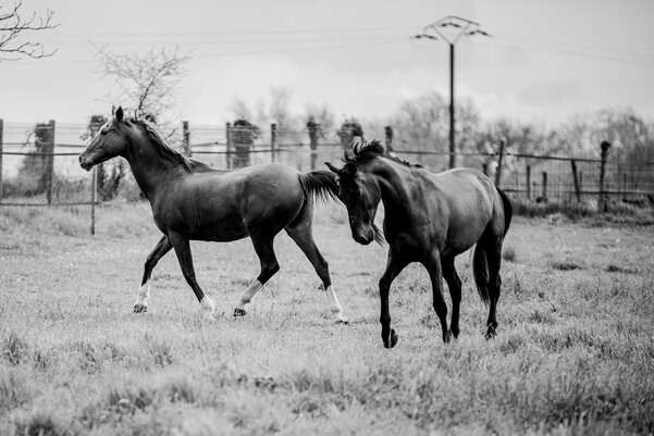 Fers plastiques sans danger pour chevaux au pré