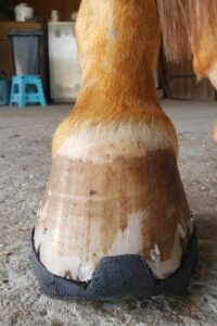 Fer'air pinçon frontal