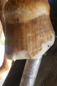 Incrustation pinçon