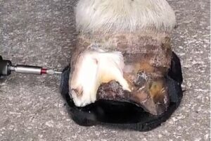 Pose vis fer Napoléon