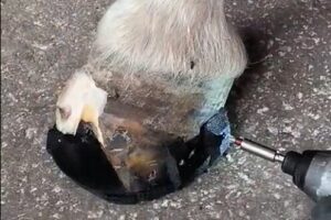 Pose vis fer Napoléon