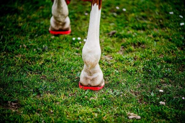 Gamme fers plastique chevaux